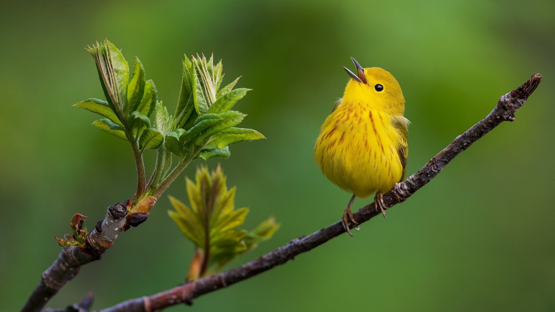 米兰登录入口-世俱杯决赛：全球顶级俱乐部争夺唯一荣耀，世俱杯2021