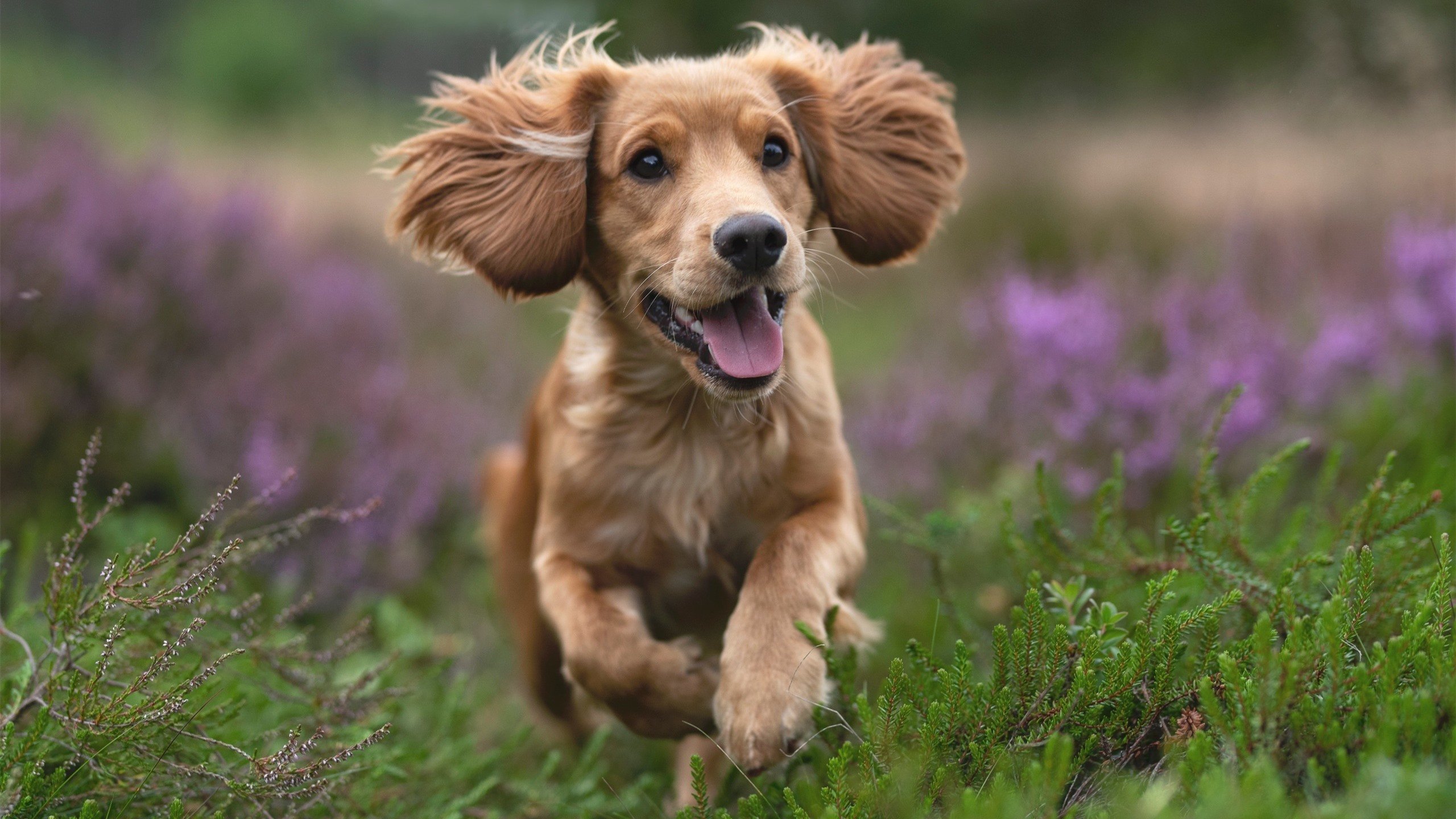 世俱杯决赛：全球顶级俱乐部争夺唯一荣耀，世俱杯2021