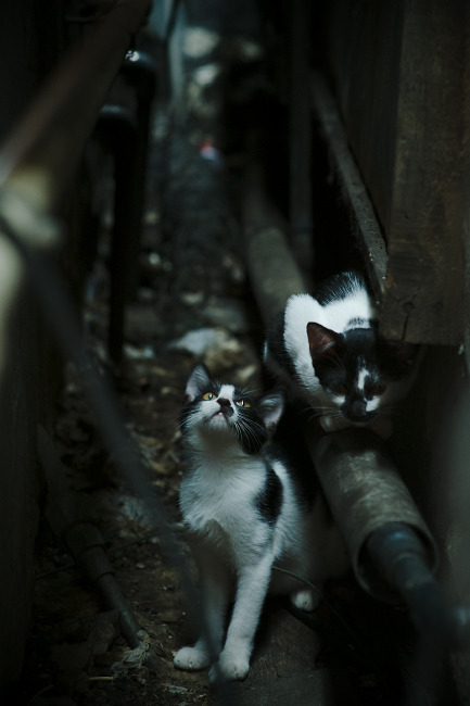 Milan Sports-世俱杯决赛：巴塞罗那对阵利雅得胜利，谁将问鼎？，巴塞罗那vs世俱杯2015