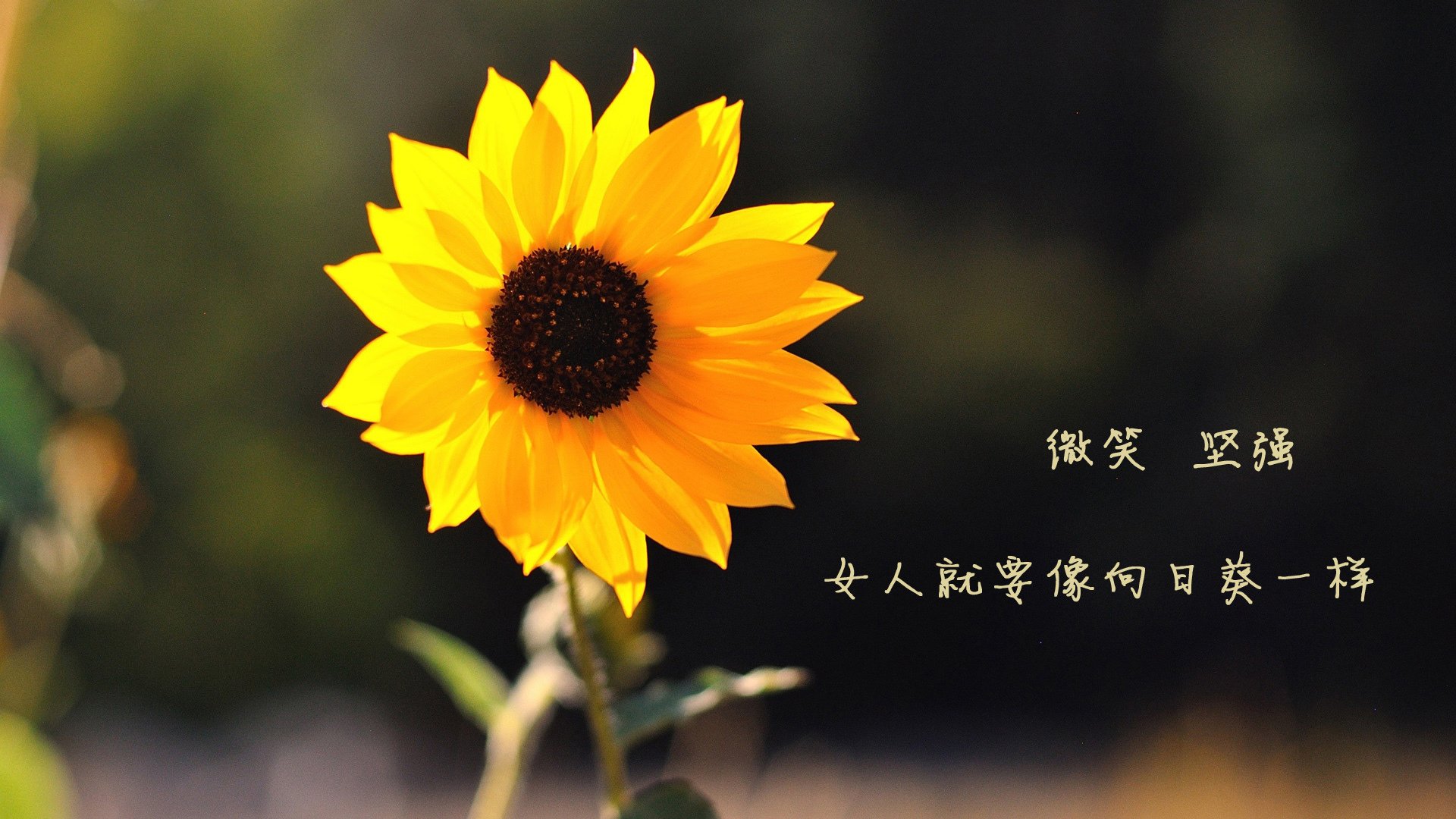 米兰体育官网-世俱杯决赛：豪门与绿茵新贵的巅峰对决，世俱杯百科