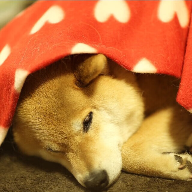 MILANSPORT入口-英超青训计划引入数字化情境模拟提升战术意识建立，英超球队训练基地