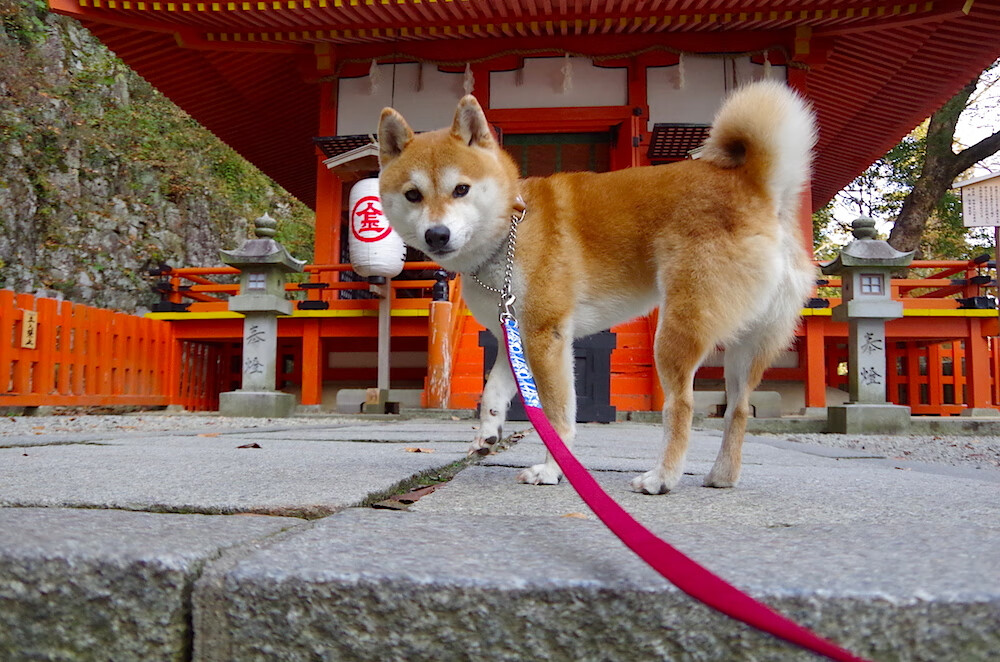 英超青训计划引入数字化情境模拟提升战术意识建立,英超球队训练基地