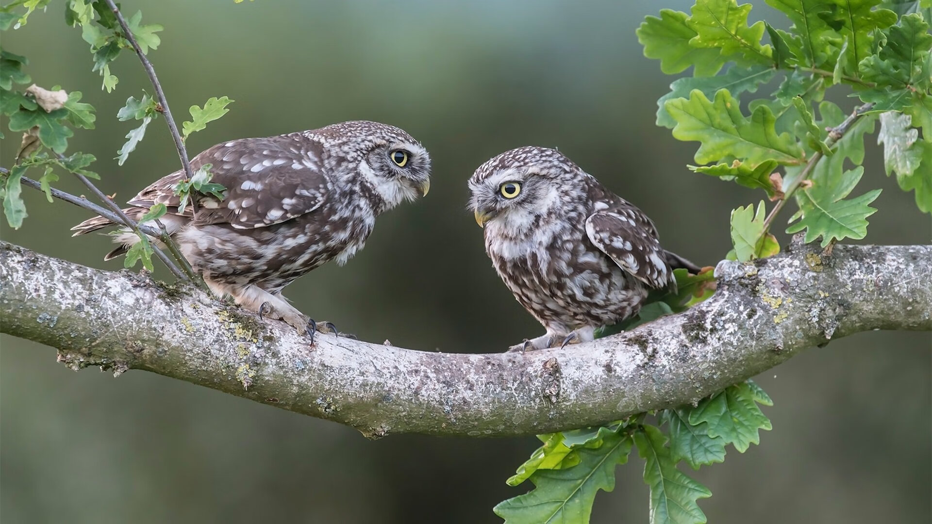 米兰体育APP-CBA观众人数创新高商业赞助逐步扩大，cba赞助收入