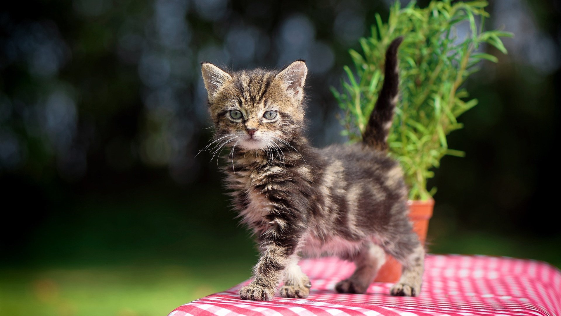 米兰体育APP-PSG阵型调整频繁影响战术稳定性