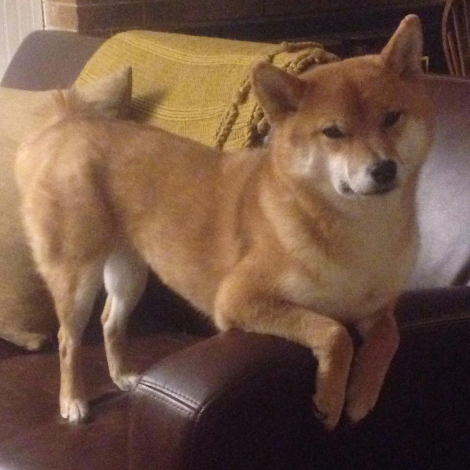 中超联赛中国青年队战胜 球迷欣喜若狂,中国足球青年超级联赛