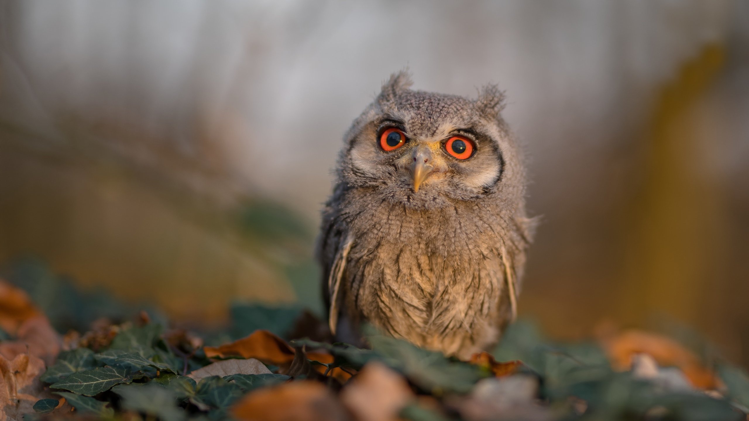 米兰登录入口-出发反应时间与最终成绩关系大揭秘，出发和返程