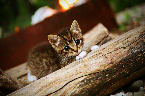 米兰登录入口-掩护质量直接影响进攻成功率，什么是掩护配合,其基本要求是什么