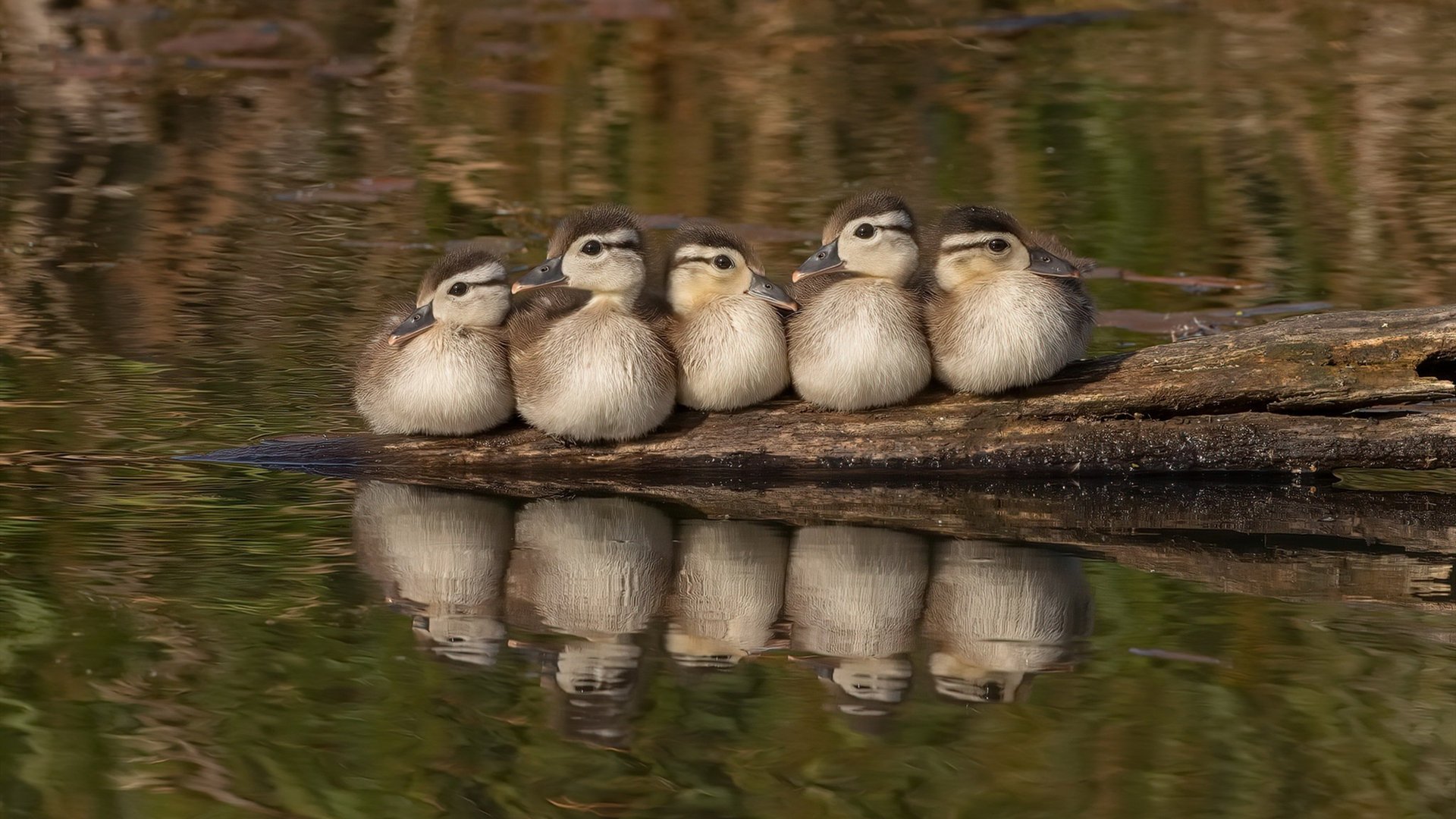 Milan Sports-澳大利亚队在国际乒联混合团体世界杯的表现：突破与挑战，乒乓球澳大利亚队