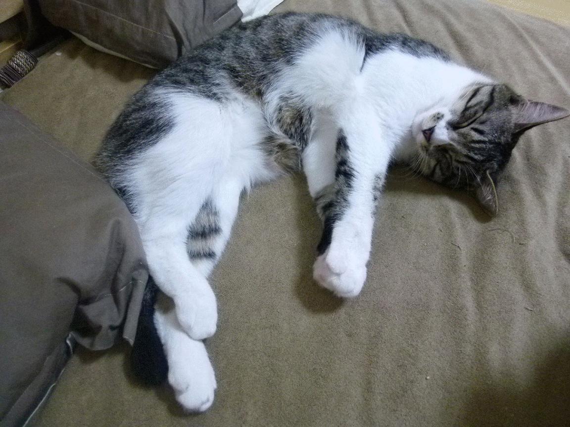 防守反击球队是否更适应五大联赛下半赛季节奏,防守反击什么意思