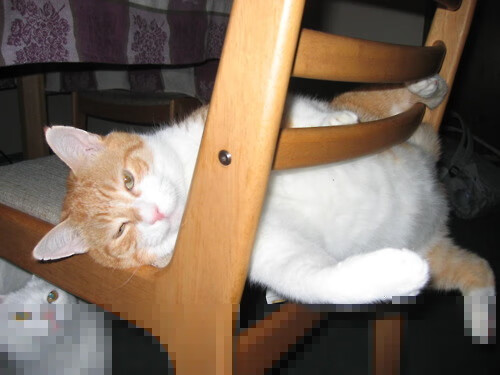 AC米兰-“亚戈·卡尔曼的创新球技，推动阿根廷美洲狮队踏上新的竞技高峰”