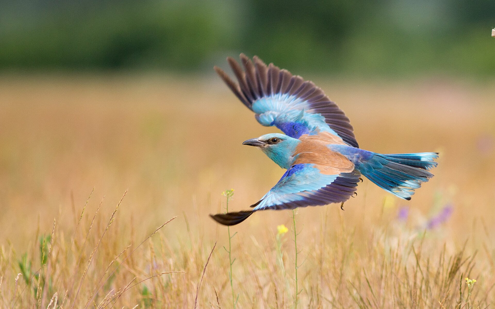 中国足球职业俱乐部开设青训家庭开放日,中国足球协会足球青训中心