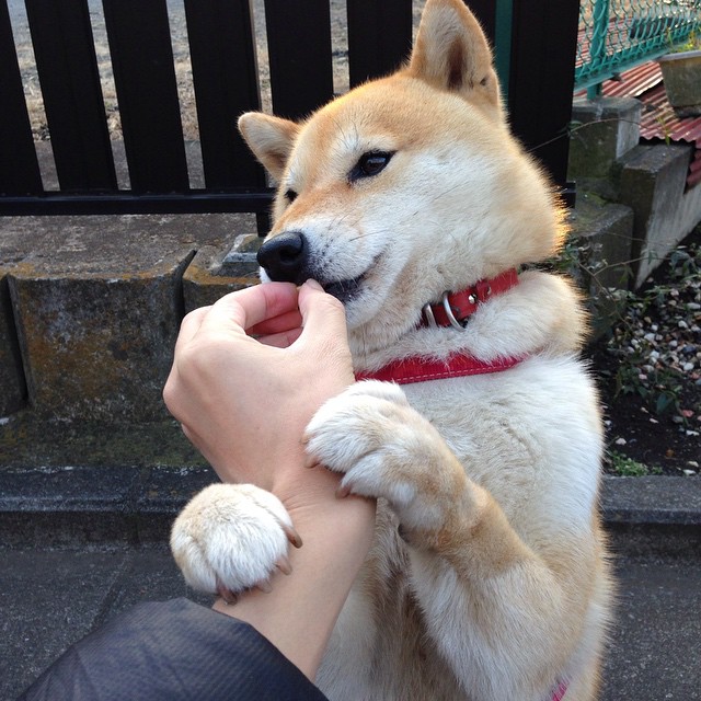 MILANSPORT入口-乌干达女篮在非洲锦标赛中持续冲击，抵达新高度，带你看非洲乌干达