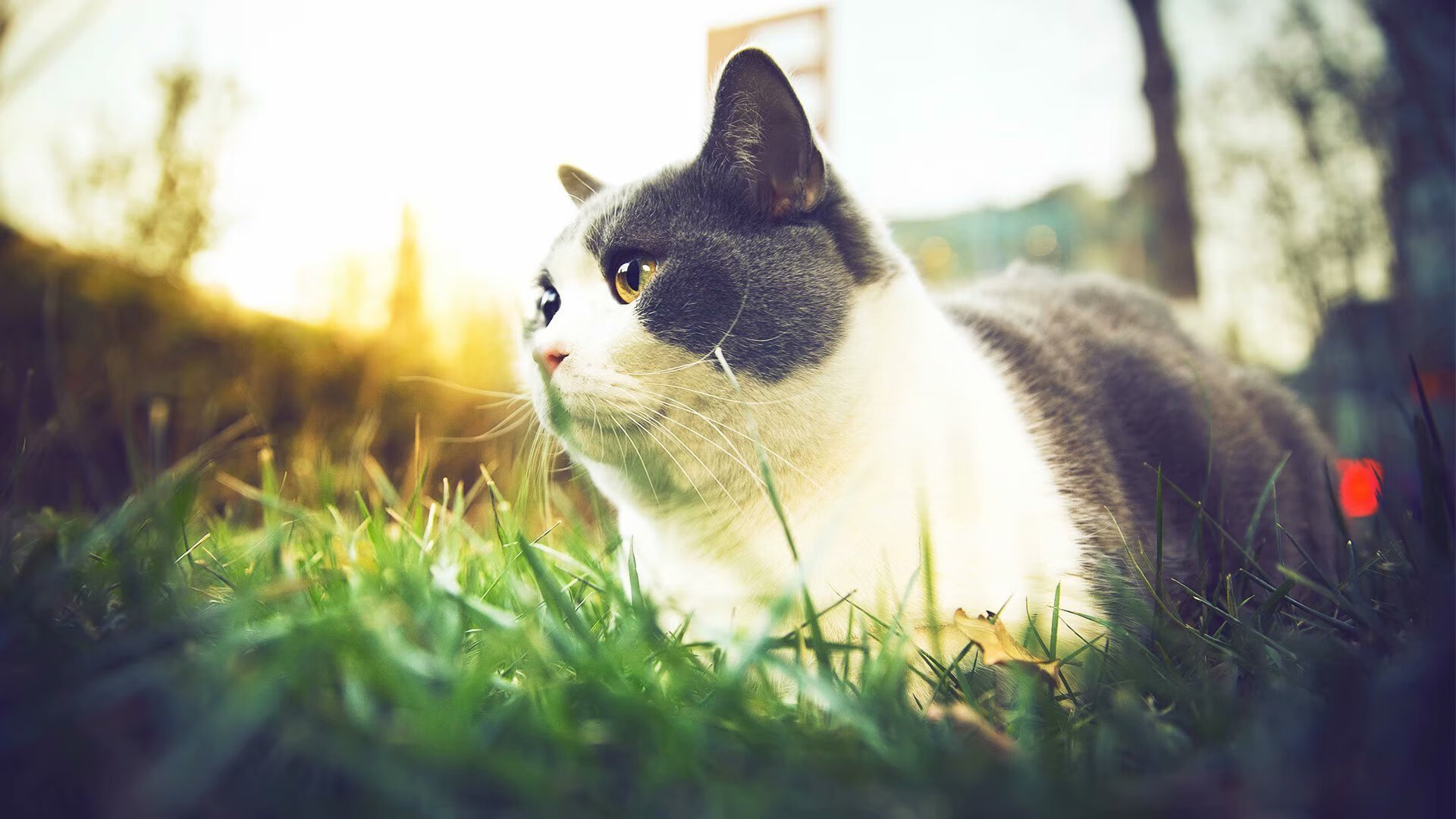 米兰体育官网-南非羚羊队：凭借顶级的体能与进攻反击，成为冠军锦标赛强有力的竞争者