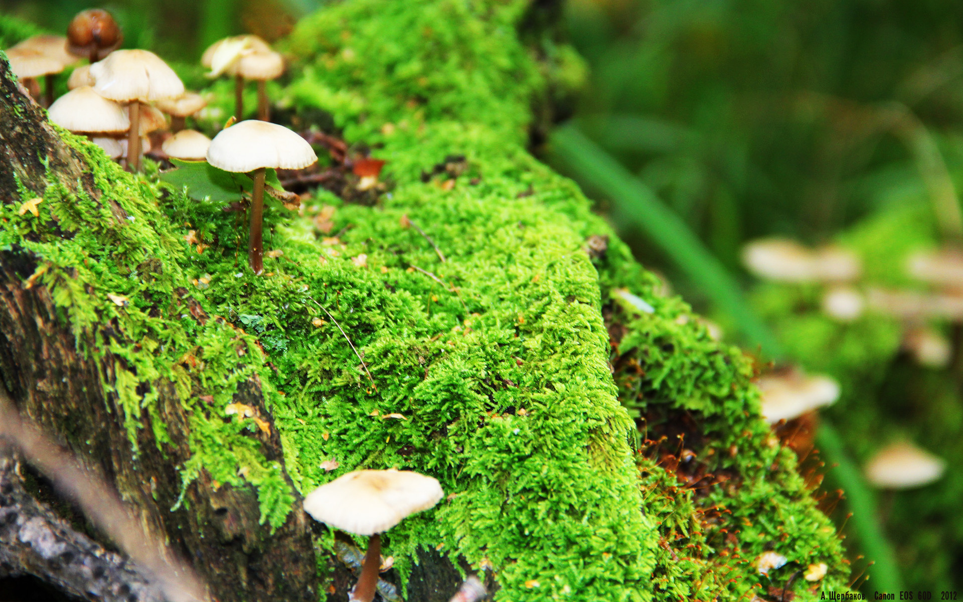 MILANSPORT下载-多功能足球场设计新理念，融合城市景观和休闲体验，多功能球场造价