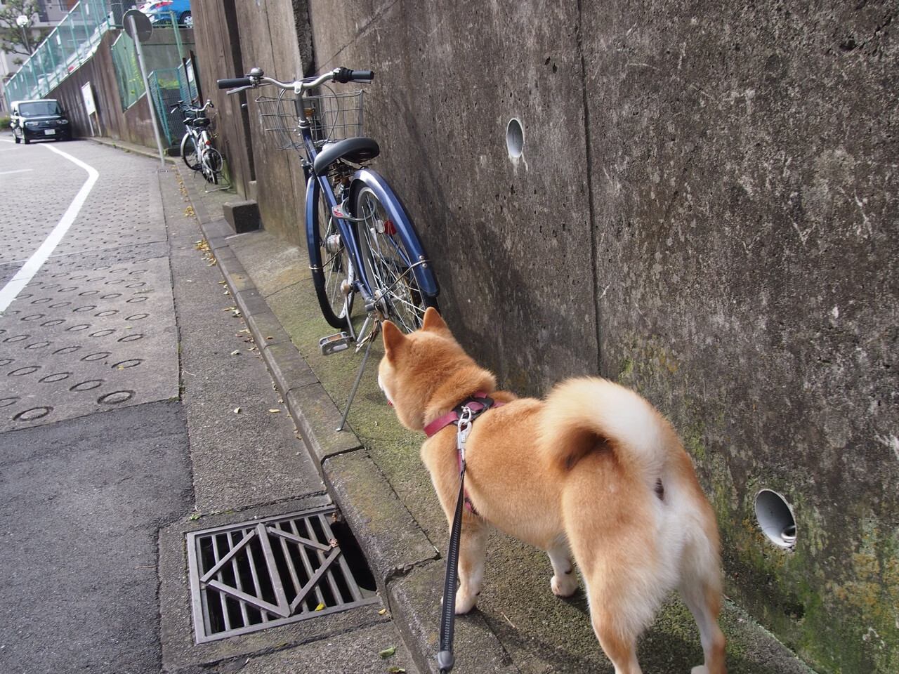 米兰体育-女子运动员形象成为品牌新宠，女性运动员形象