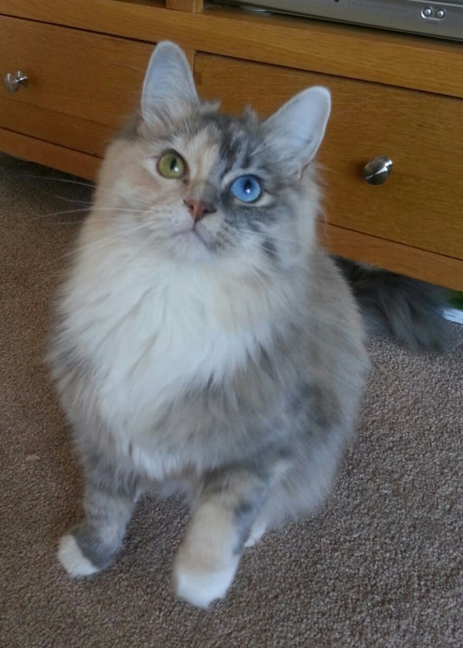 未来场馆实现全场环境智能调控,绿色科技引领行业新风尚,场馆智能化设计方案